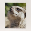 Search for meerkat puzzles Cute