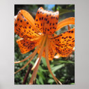Search for tiger lily Flora