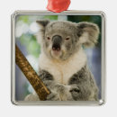 Search for queensland christmas tree decorations Australasia
