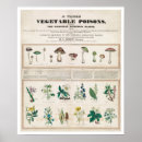 Search for poisonous art Mushrooms