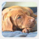 Search for vizsla stickers Animal