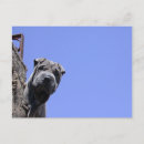 Search for chinese shar pei postcards Pet
