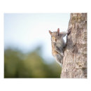 Search for squirrel picture art Animal