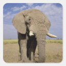 Search for confrontational stickers Nature