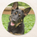 Search for german shepherd coasters Puppy