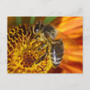 Search for api postcards Nectar