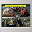 Search for galapagos office supplies Animals