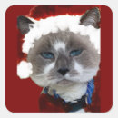 Search for cat claw stickers Pet