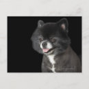 Search for left photography Domestic animals