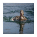 Search for beak tiles Nature