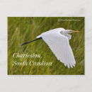 Search for herons postcards Bird