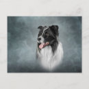 Search for border collie postcards Breed