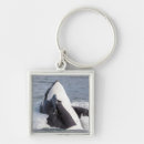Search for orca whales key rings Killer whale