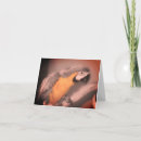 Search for parrot note cards Macaw