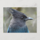 Search for mama postcards Bird