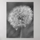 Search for black and white dandelion posters Flower