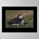 Search for puffin posters Sea bird