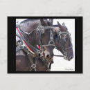 Search for draughts postcards Percherons