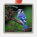 Search for blue jay bird christmas tree decorations Songbird