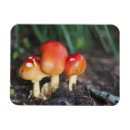 Search for edible magnets Fungus