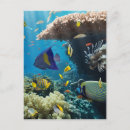 Search for deep sea fish postcards Animal
