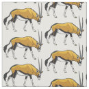 Search for oryx Gemsbok