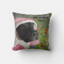 Search for pitbuls Dog portrait