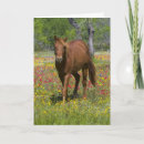 Search for quarter cards Ranch