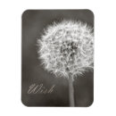 Search for dandelions magnets Floral
