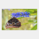 Search for morpho butterfly stickers Animal
