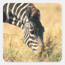 Search for zebra head stickers Outdoors
