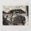 Search for pythons postcards Royal