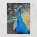 Search for blue peacock bird postcards Peafowl