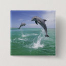 Search for bottlenose dolphin badges Stuart westmorland
