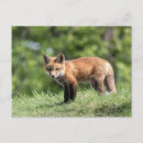 Search for red foxes postcards Animal