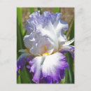 Search for touch postcards Floral