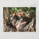 Search for open postcards Bird