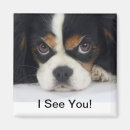 Search for triing magnets Dog