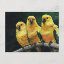 Search for conures postcards Sun
