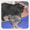 Search for black chickens stickers Hen