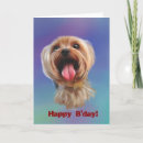 Search for cute yorkie cards Puppy