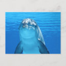 Search for dolphins postcards Underwater