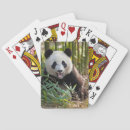 Search for bamboo playing cards Giant panda