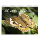 Search for beautiful butterflies office supplies Photography