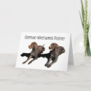 Search for german wirehaired pointer Animals