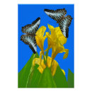 Search for clipper posters Butterflies