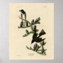 Search for flycatcher posters Lithograph