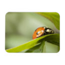 Search for ladybird magnets Wildlife