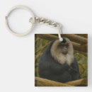 Search for ring tailed photography Primate