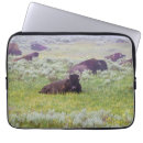 Search for bison cases Animals